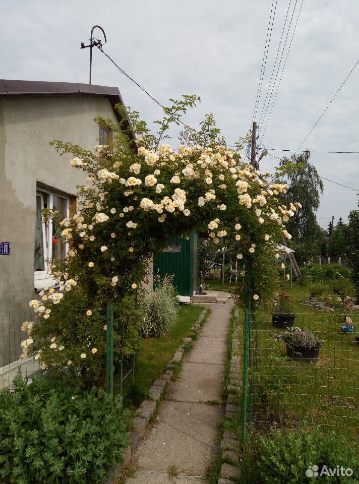 Роза купить на Зозу.ру - фотография № 3