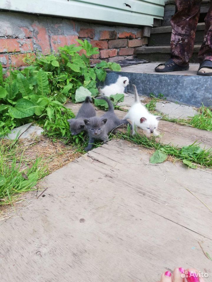 Котята серые и белые купить на Зозу.ру - фотография № 4