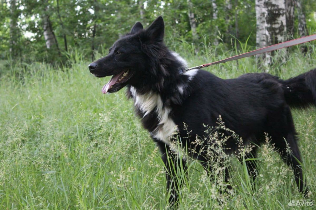 Лучший на свете пёс Гриша ищет дом купить на Зозу.ру - фотография № 4