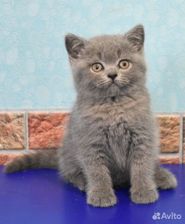 Британские котята с родословной купить на Зозу.ру - фотография № 2