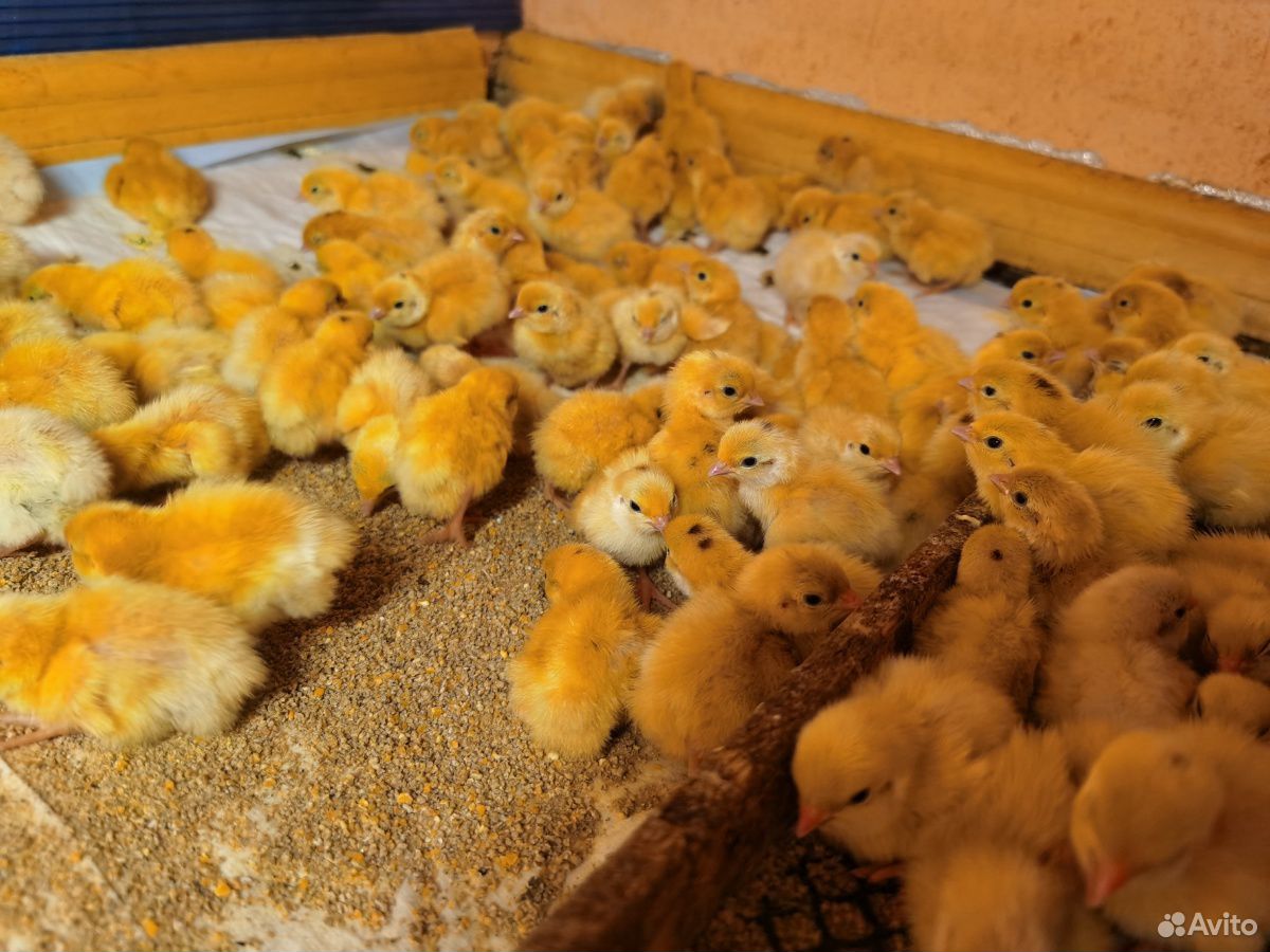 Инкубационные перепелиные яйца, бройлерный Техас купить на Зозу.ру - фотография № 4