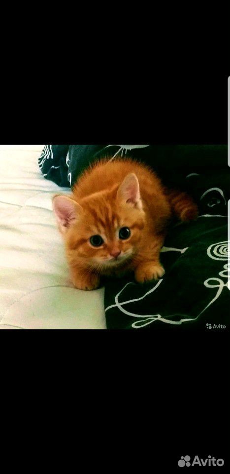 Котёнок,красный мрамор,3мес,рыжий купить на Зозу.ру - фотография № 4