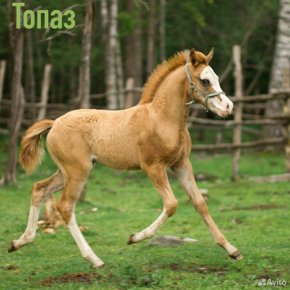Лошади донской и буденновской породы купить на Зозу.ру - фотография № 3