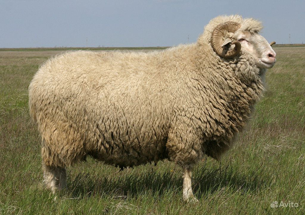 Баран бараны овцы сарык Курбан купить на Зозу.ру - фотография № 3