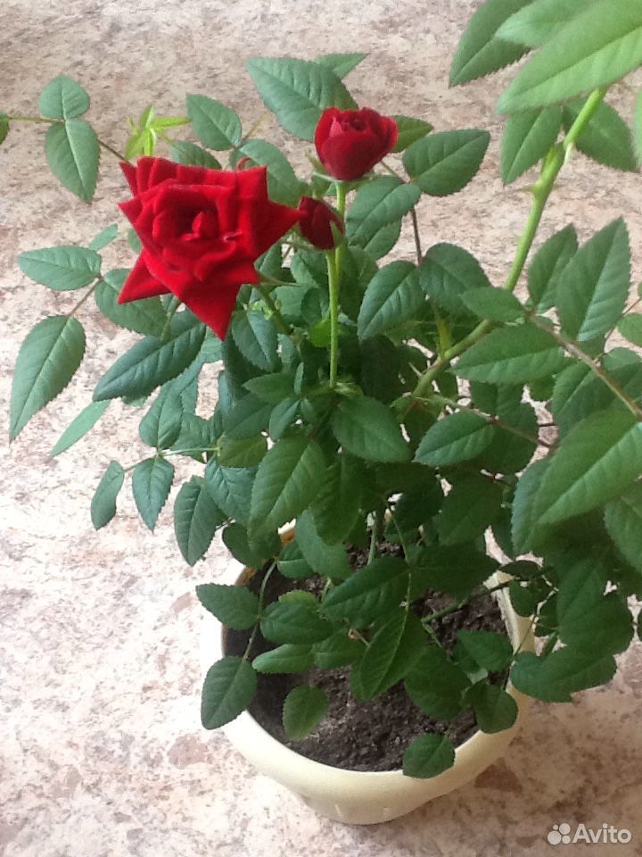 Комнатная роза купить на Зозу.ру - фотография № 5