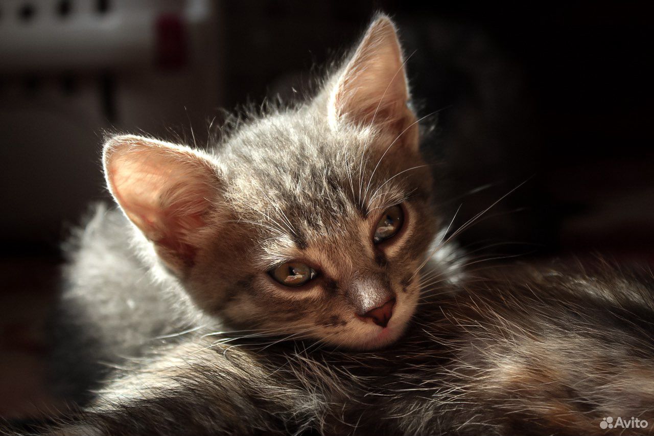 Котята 1,5 месяца купить на Зозу.ру - фотография № 4