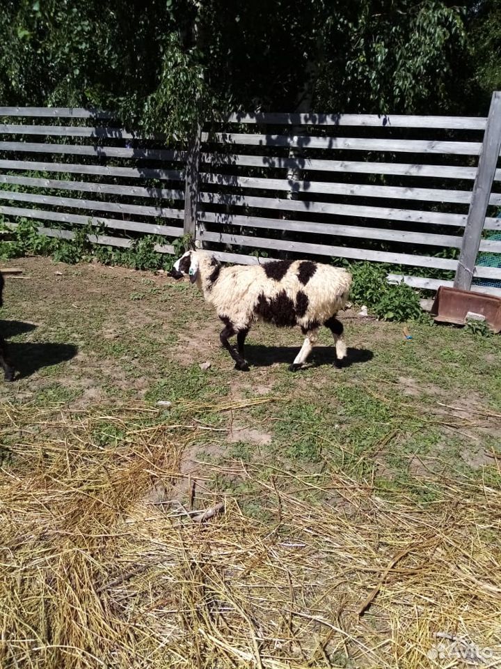 Бараны, овцы на курбан купить на Зозу.ру - фотография № 2