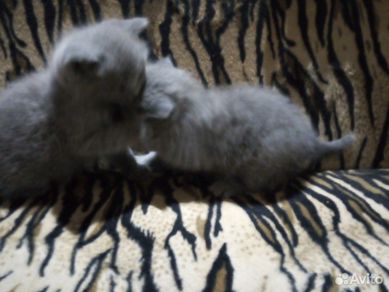 Продам два котёнка купить на Зозу.ру - фотография № 2