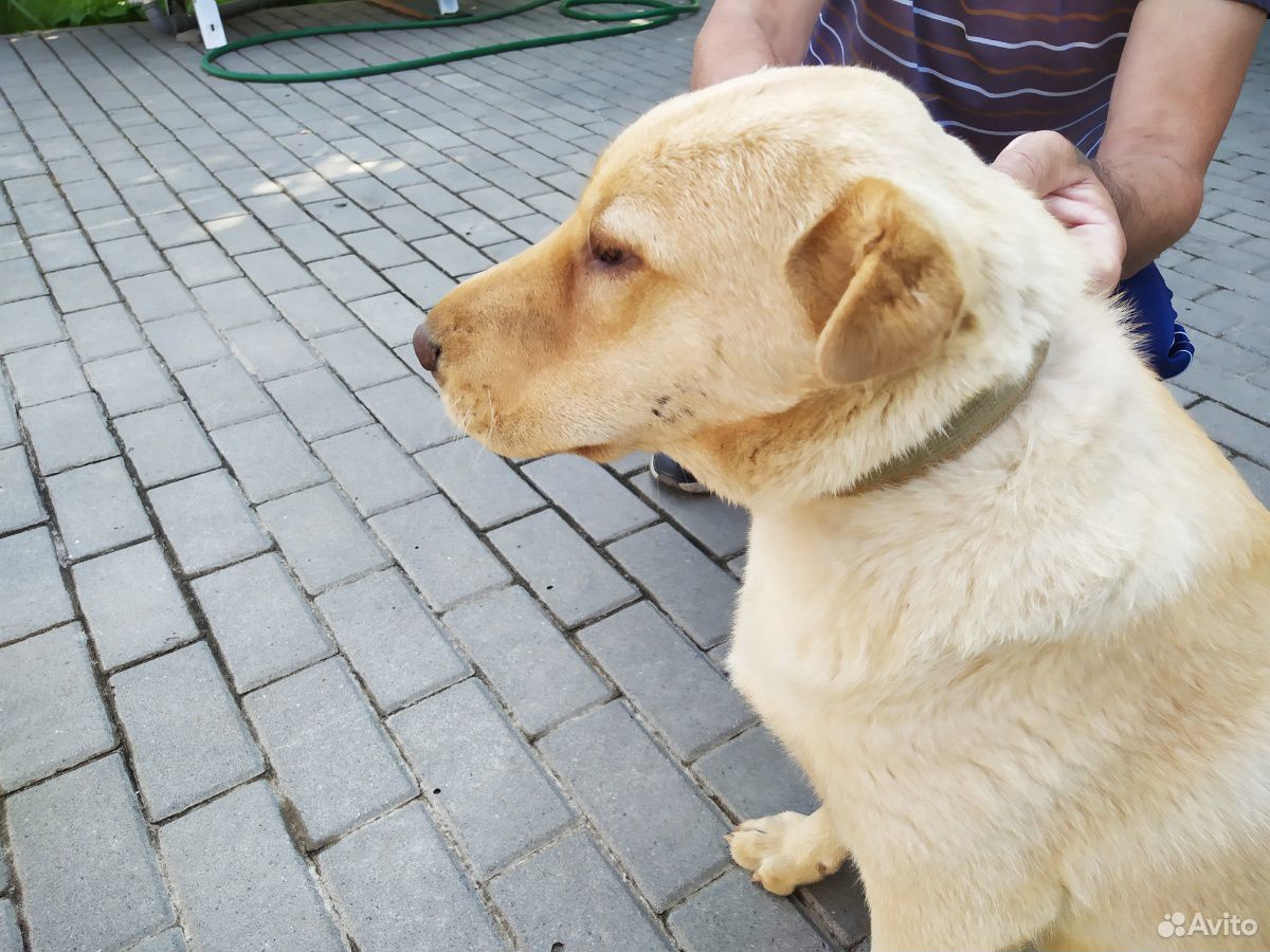 Найден щенок шарпея помесный купить на Зозу.ру - фотография № 2
