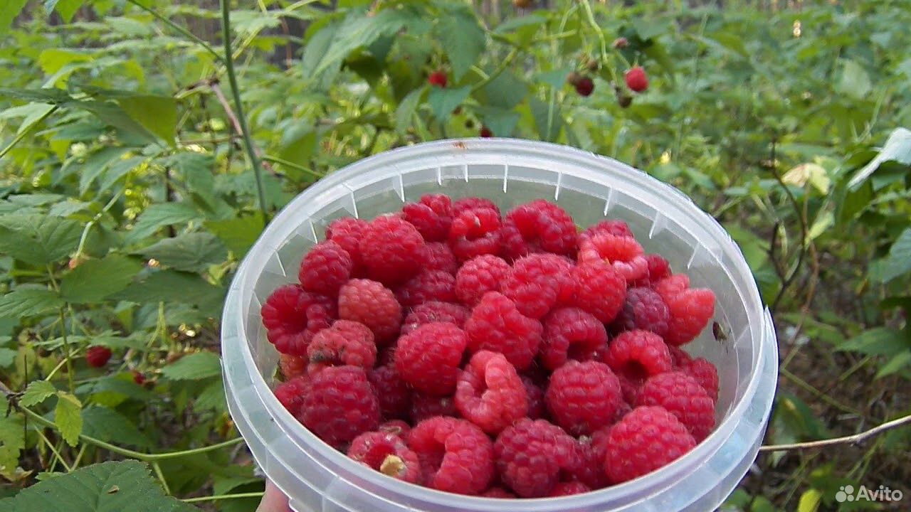 Малина ягоды купить на Зозу.ру - фотография № 2