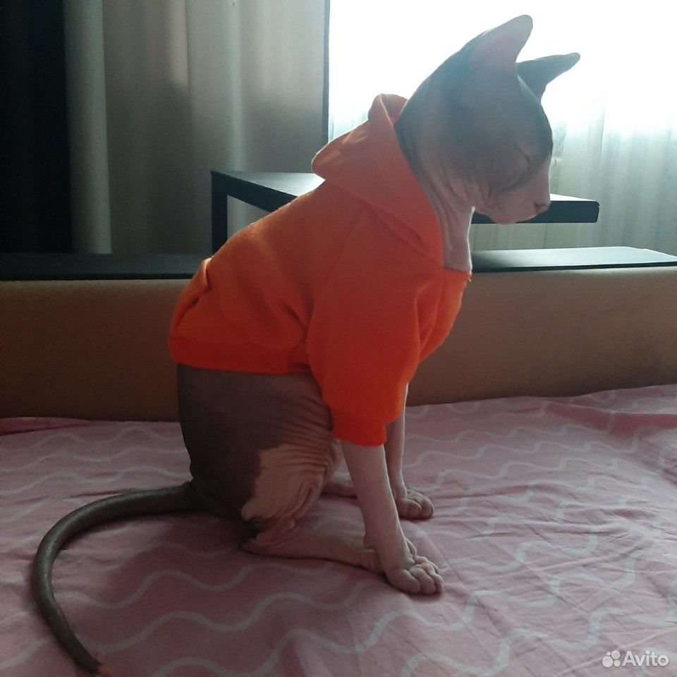 Одежда для кошки или собаки купить на Зозу.ру - фотография № 4