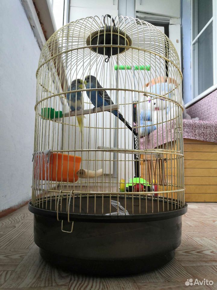 Попугаи волнистые. Мальчик и девочка купить на Зозу.ру - фотография № 1