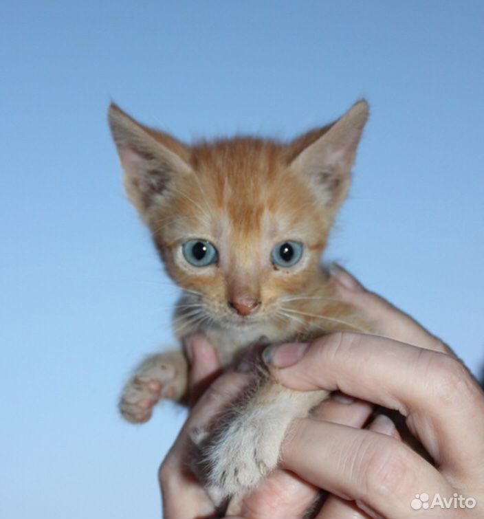 Рыжий котенок в добрые руки купить на Зозу.ру - фотография № 2