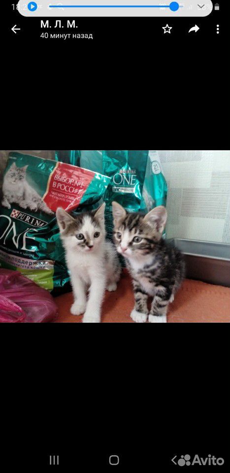 Отдаются котятки купить на Зозу.ру - фотография № 1