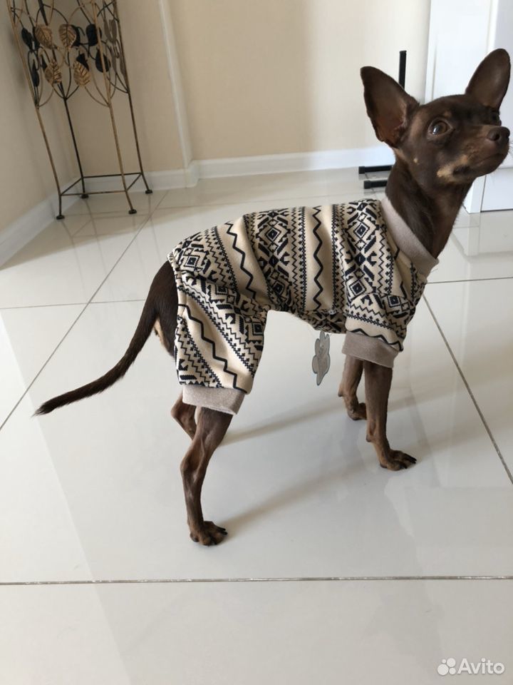 Комбезик-пижамка на мини собачку, новый, в наличии купить на Зозу.ру - фотография № 4