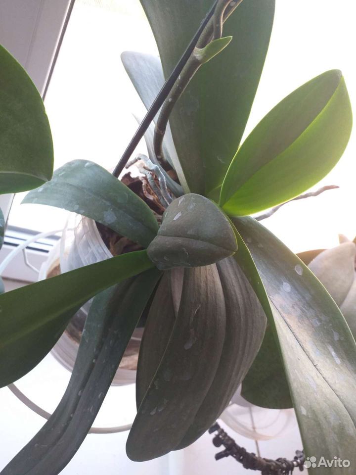 Орхидея фаленопсис с деткой купить на Зозу.ру - фотография № 3
