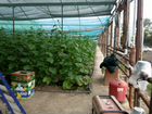 Выращивание помидоров и огурцов объявление продам