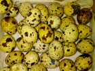 Яйца перепелиные на еду и инкубацию объявление продам