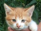 Метис, котенок, белый, рыжий объявление продам