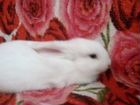 Продаём кролика порода Шотландский веслоухий декор объявление продам