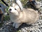 Продаётся щенок Аляскинского маламута объявление продам