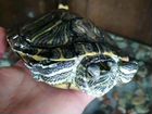 Краснаухие черепахи объявление продам