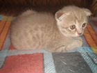 Котёнок шотландской вислоухой кошки объявление продам