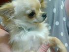 Симпатичный щенок чихуахуа объявление продам
