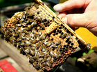 Пчелы, Матки племенные карпатской породы объявление продам