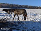 Лошадь