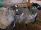 Овца баран племенной объявление продам