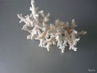 Кораллы подводного мира. Ракушки объявление продам