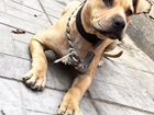Собака Порода -питбультерьер Хорошая родос объявление продам