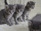 Британские короткошестные котята объявление продам