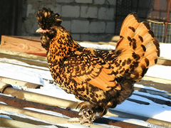 Цыплята павловской золотистой породы кур