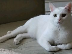 Белый кот ждет новых родителей