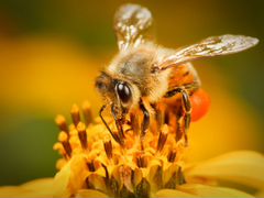 Пчёлы семьи