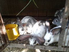 Кролики, цена за м/ц жизни крольчат