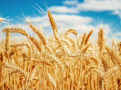 Пшеница урожай 2019 года