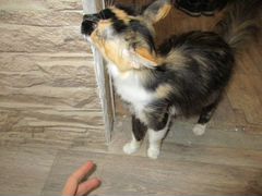 Трёхцветная кошка в ответственные руки