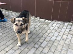 Найден пёс, возраст ок 1,5 лет