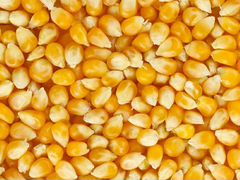 Кукуруза урожай 2019. Возможна доставка