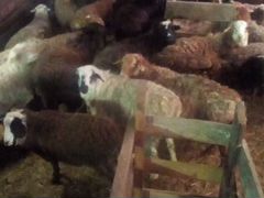 Овцы курдючные, живым весом