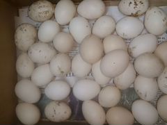 Инкубационное яйцо "Корольков", Ситцевые бентамки