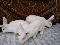Кролики новозеладские белые нзб