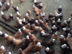 Продаю благодарненских голубей