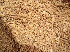 Пшеница (Бодай)