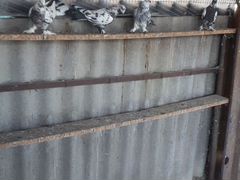 Широкохвостые голуби на продажу
