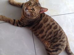Бенгальский кот на вязку