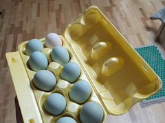 Продам инкубационное яйцо черной куры (ухейилюй)